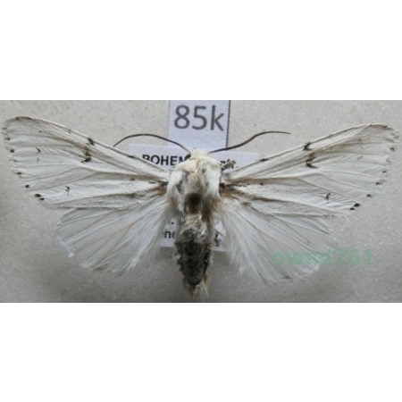 Acronicta leporina (Linnaeus, 1758) Wieczernica królica Czech85k